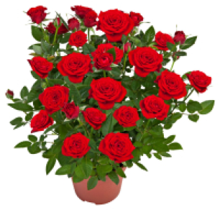 Kaufland  Rose
