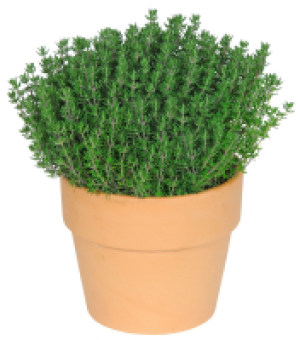 Kaufland  Ital. Kr&auml;uter in Terrakotta