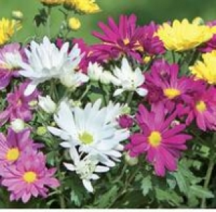 Chrysantheme, Winterhart (o. Abb)