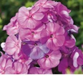 Phlox