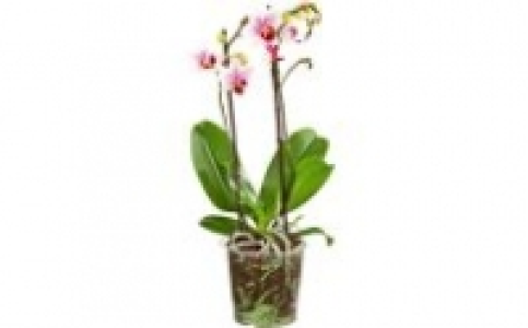 Orchidee Phalaenopsis 5.99 €