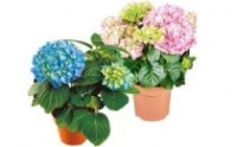 Hortensie 4.99 €