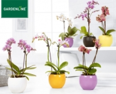 GARDENLINE&reg;Orchidee im Keramiktopf 6.99&nbsp;&euro;