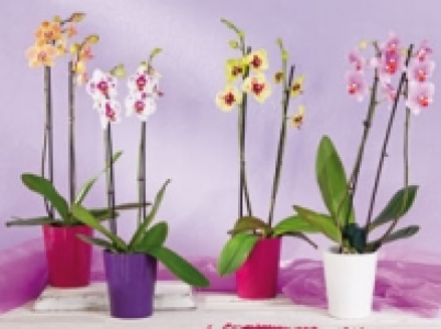 Orchideen 6.99&nbsp;&euro;