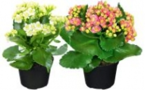 Kalanchoe 1.99&nbsp;&euro;
