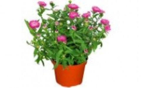 Aster novi belgii 1.49&nbsp;&euro;