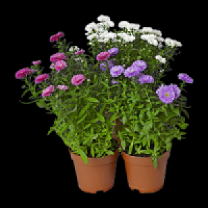 Aster &raquo;Novi Belgii&laquo; 1.49&nbsp;&euro;