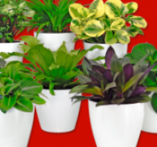 Grünpflanze 3.99 €