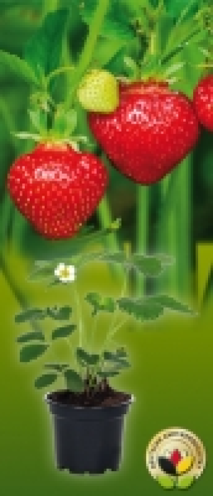 Erdbeerpflanzen 0.59 €