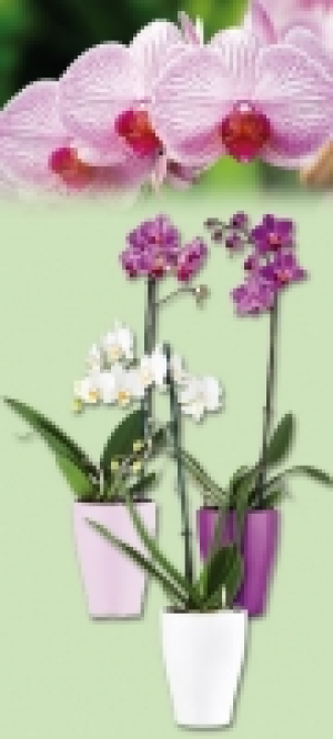 Phalaenopsis 5.99&nbsp;&euro;