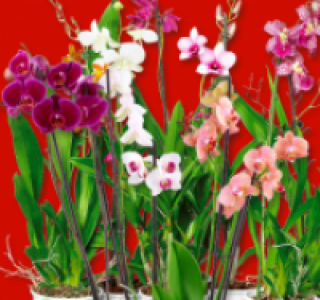 Blühende Phalaenopsis oder Orchideen-Mix 6.99 €