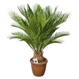 Cycas Palme (Palmfarm)