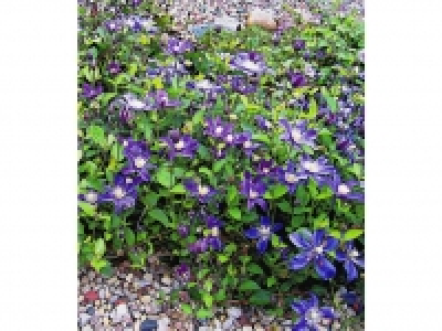 Bodendecker-Clematis Arabella, 2 Pflanzen Teppich-Waldrebe 11.49 €