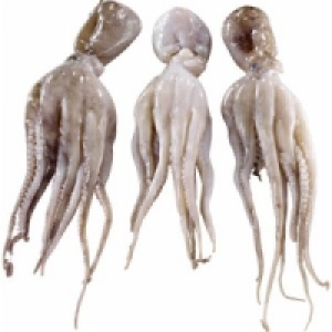 Moschus Krake Moscardini 8.99&nbsp;&euro;