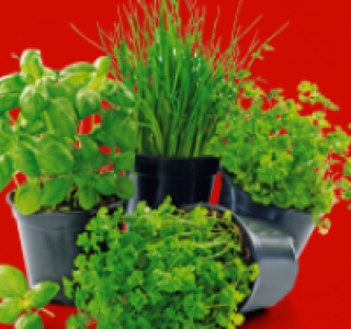 Kräuter-Mix 0.89 €