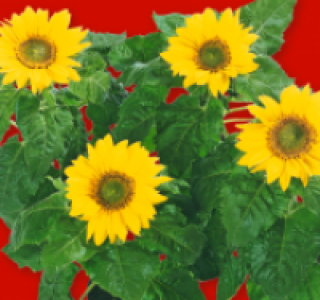 Sonnenblume