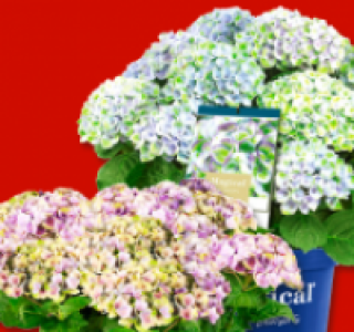 Hortensie Magical