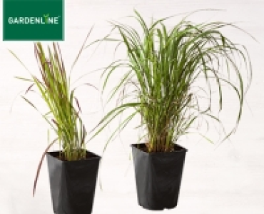 GARDENLINE&reg;Winterhartes Ziergras 4.99&nbsp;&euro;