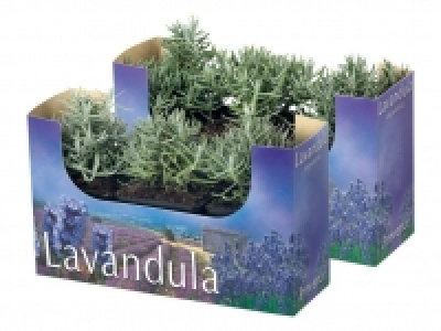Lavendel angustifolia 2.79 €