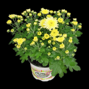 Chrysantheme 1.29 €