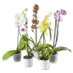 Orchideen