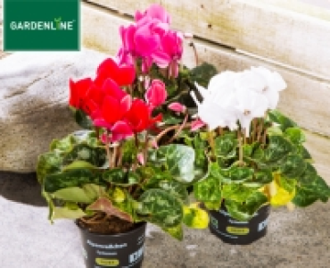 GARDENLINE&reg;Alpenveilchen 1.49&nbsp;&euro;