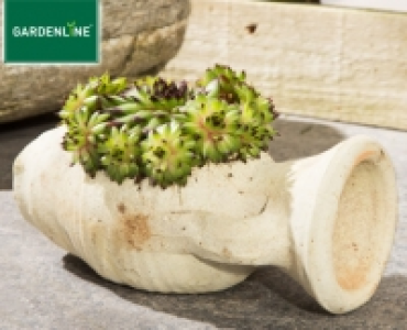 GARDENLINE®Steingartenpflanze 2.99 €