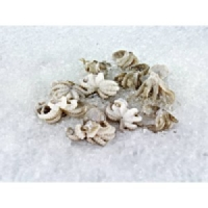 Moschus Krake Moscardini 7.99&nbsp;&euro;