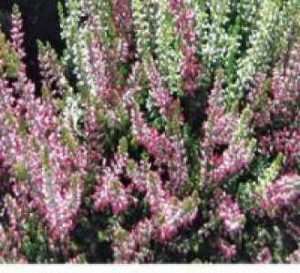 Knospenheide, Garden Girls ® 1.99 €
