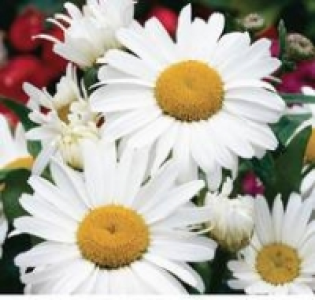 Stauden 5.49 €