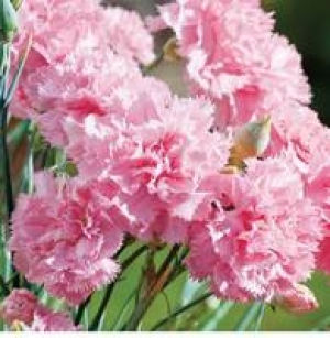 Gartennelke 1.99 €