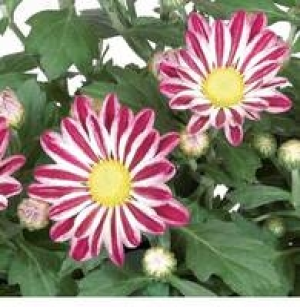 Chrysantheme 1.99 €