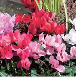 Garten-Alpenveilchen 1.99 €