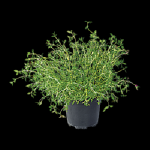 Freilandkr&auml;uter 1.79&nbsp;&euro;