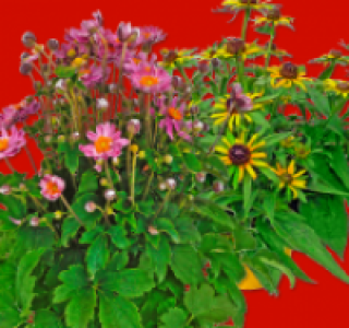 Anemonen oder Rudbeckien-Mix