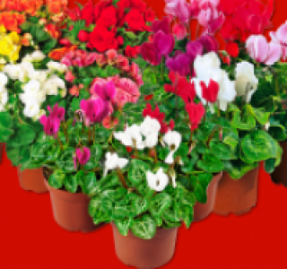 Begonie oder Cyclamen-Mix
