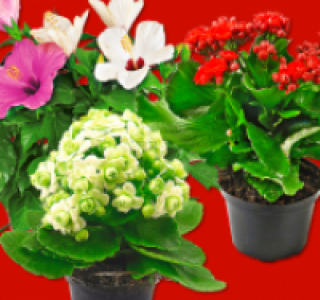 Kalanchoe
