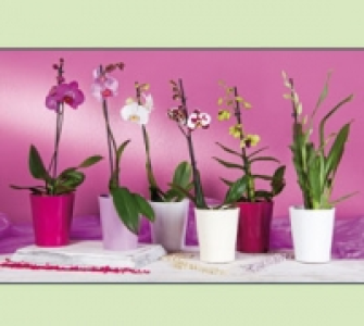 Orchideen 5.99&nbsp;&euro;