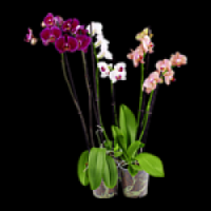 Schmetterlings-Orchidee 7.99 €