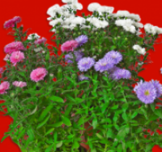 Aster Novi Belgii