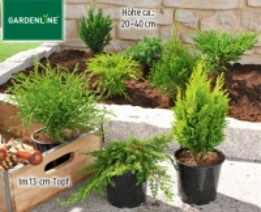 GARDENLINE®Konifere 1.99 €
