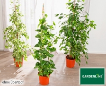 GARDENLINE®Solitärpflanze 8.99 €