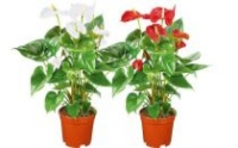 Flamingoblume Anthurie 5.99 €