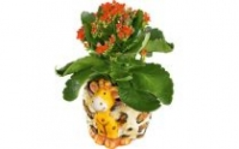 Kalanchoe 3.99&nbsp;&euro;
