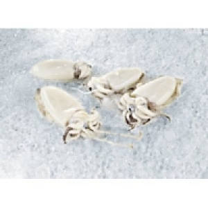 Tintenfisch Sepia 8.99 €