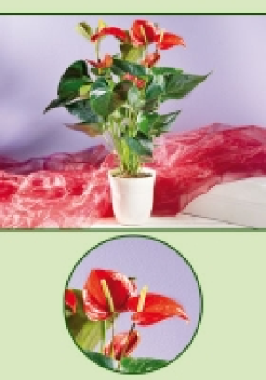 Flamingoblume Anthurie 5.99 €