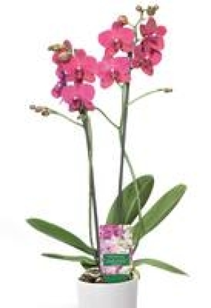 Schmetterlings-Orchidee