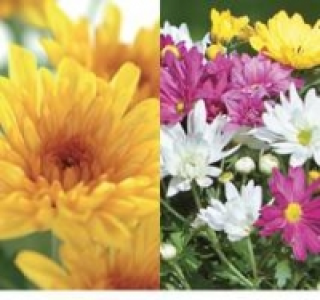Chrysanthemen, winterhart