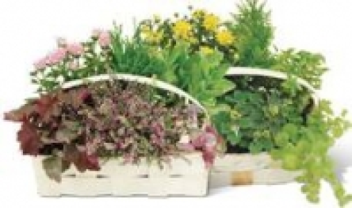 Herbstpflanzen-Mix