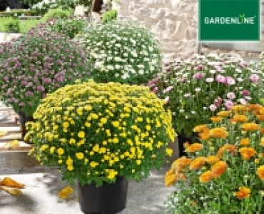 GARDENLINE®Bauern-Chrysantheme 2.39 €